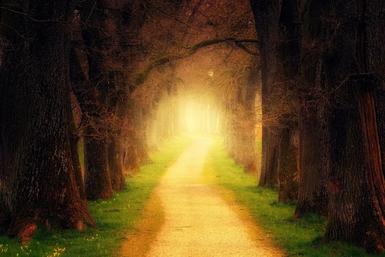 tree, forest, path, light, forest path, avenue, nature, trail, fog, haze, tree trunk, mood, mystical, romantic, landscape, fall, magic, forest, forest, path, path, path, path, light, light, light, light, light, romantic, fall, magic, magic, magic