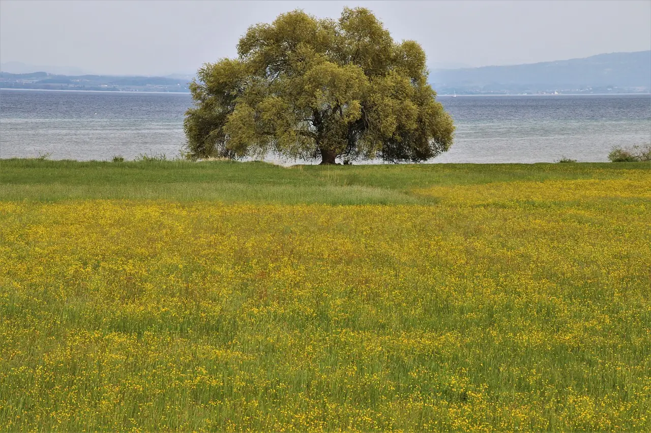 in the morning, tree, meadow, green, after the rain, village, bodensee, beach, satellite tv, quiet, alone, rainy, perspective, field, water surface, lake, spacious, one tree, nature, aesthetic, lonely, individually, lone tree, one, rural district, in green