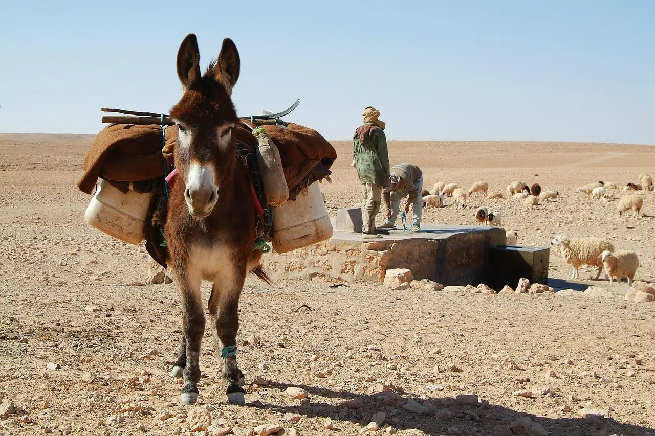 donkey, sahara, nature, desert, tunisia, shepherds