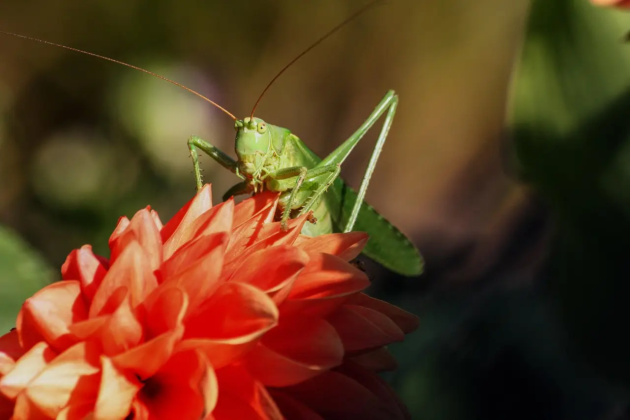 grasshopper, insect, hay horse, nature, grasshopper, grasshopper, grasshopper, grasshopper, grasshopper, insect, nature, nature