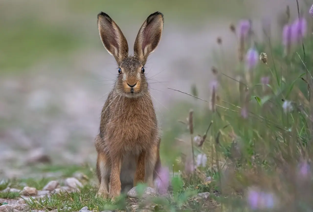 rabbit, field, animal, field hare, wild animal, mammal, wildlife, easter bunny, fur, ears, furry, cute, adorable, meadow, forest, wilderness, nature, the world of animals, hare, rabbit, rabbit, rabbit, rabbit, rabbit, hare, hare