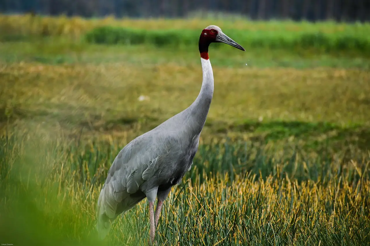 sarus crane, bird, meadow, crane, animal, wildlife, fauna, wilderness, field, grass, nature, sarus crane, sarus crane, sarus crane, sarus crane, sarus crane