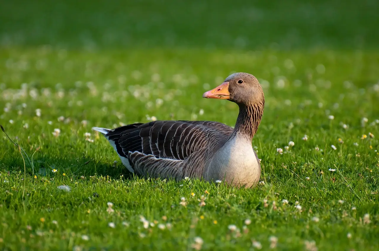 greylag goose, bird, goose, animal, plumage, feathers, beak, grass, animal world, domestic goose, nature, goose, goose, goose, goose, goose
