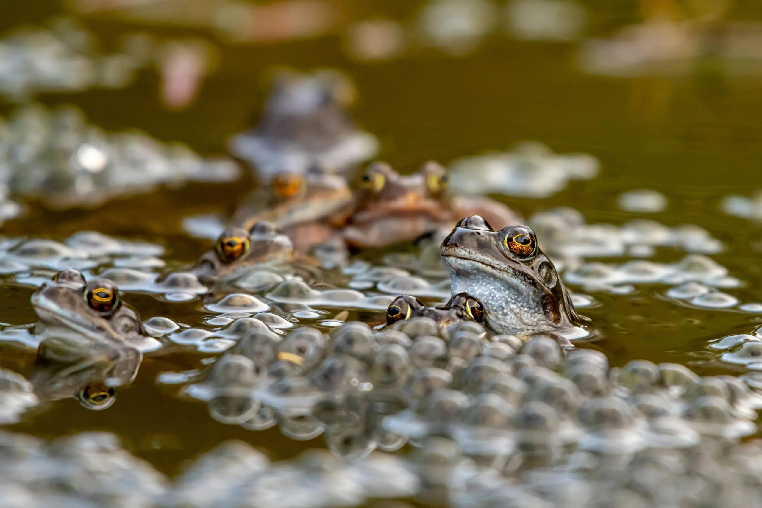 A group of frogs in a pond surrounded by bubbles, showcasing natural habitat and wildlife.