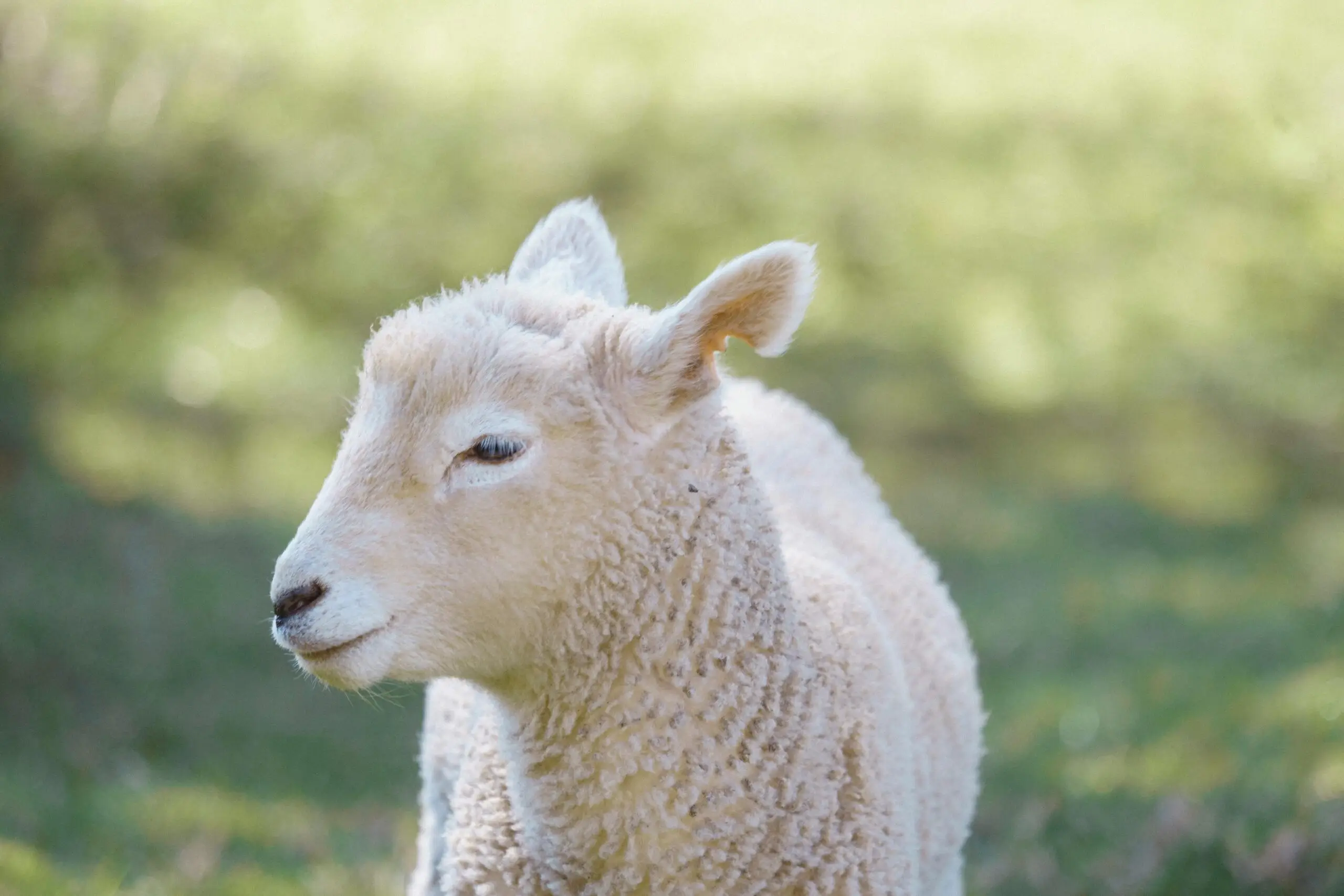 Close-up of a lamb enjoying a sunny day on a grassy field.