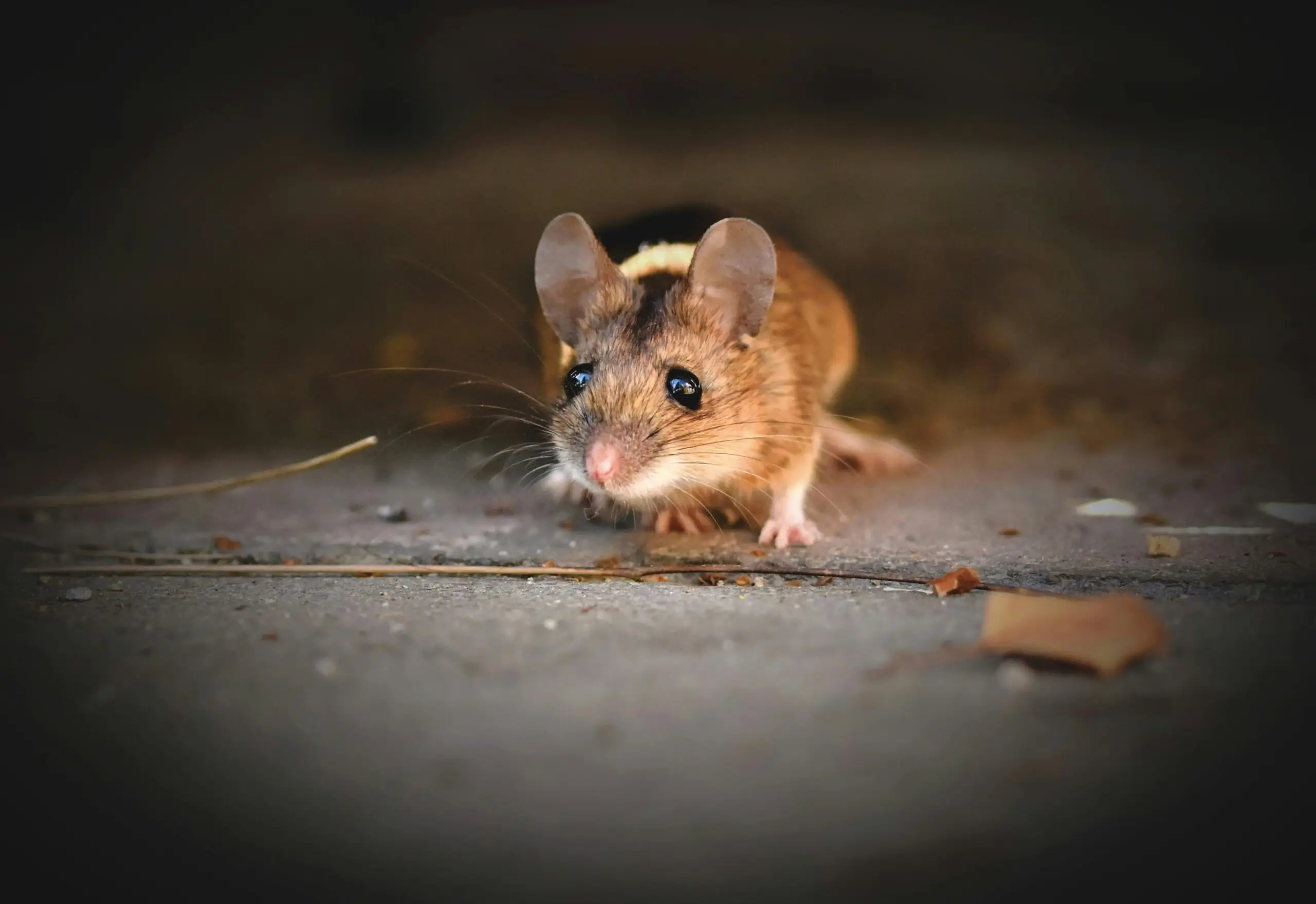 A close-up shot of a cute wild mouse exploring its surroundings, showcasing its delicate features.