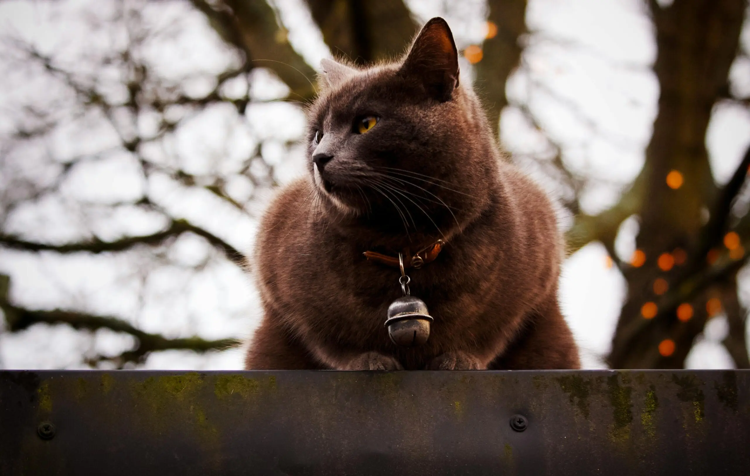 A charming grey cat with a bell collar sits on a fence, outdoors with a blurred natural background.