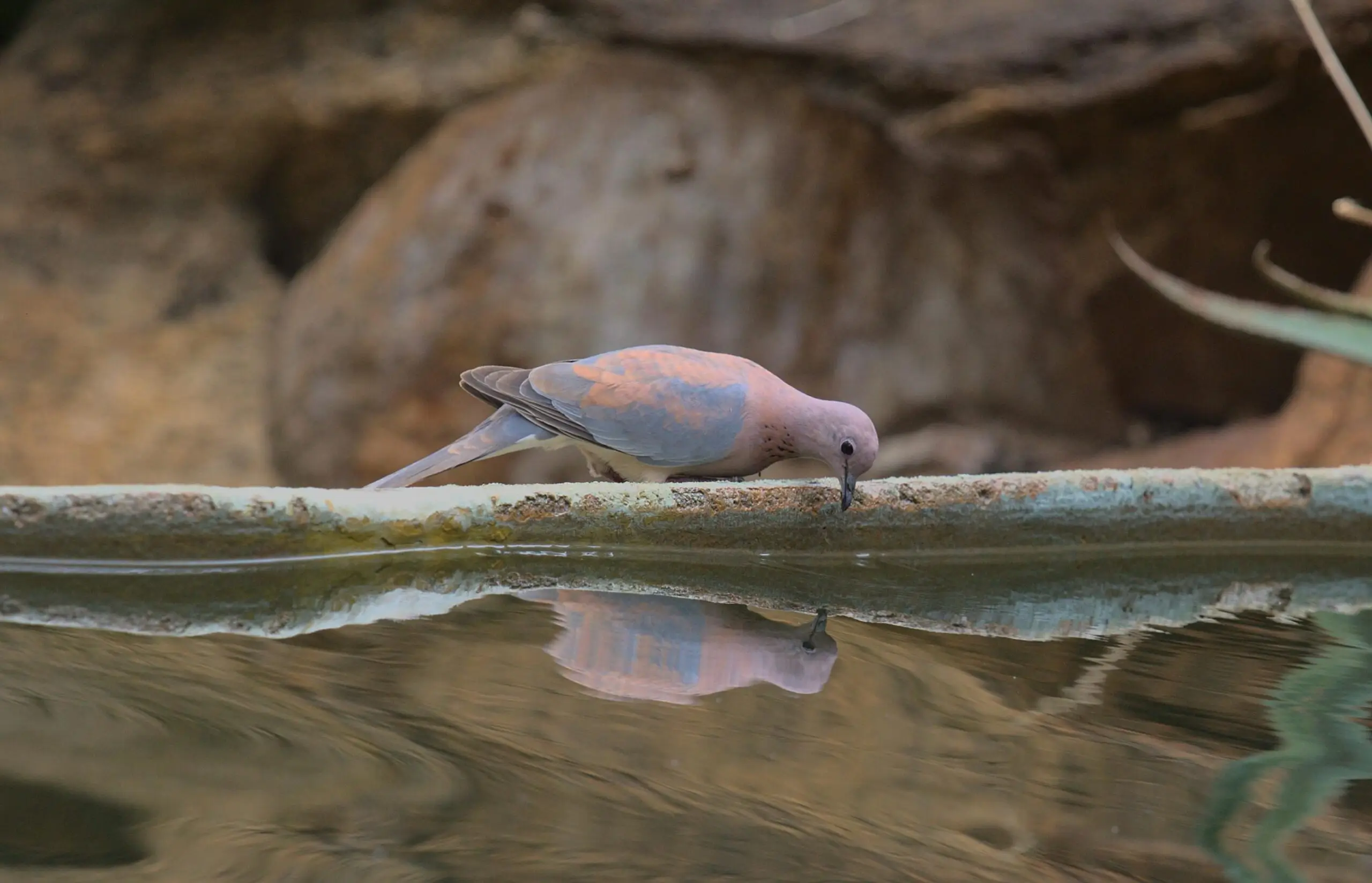 A Laughing Dove drinks water with its reflection in a calm pool in Meru, Kenya.