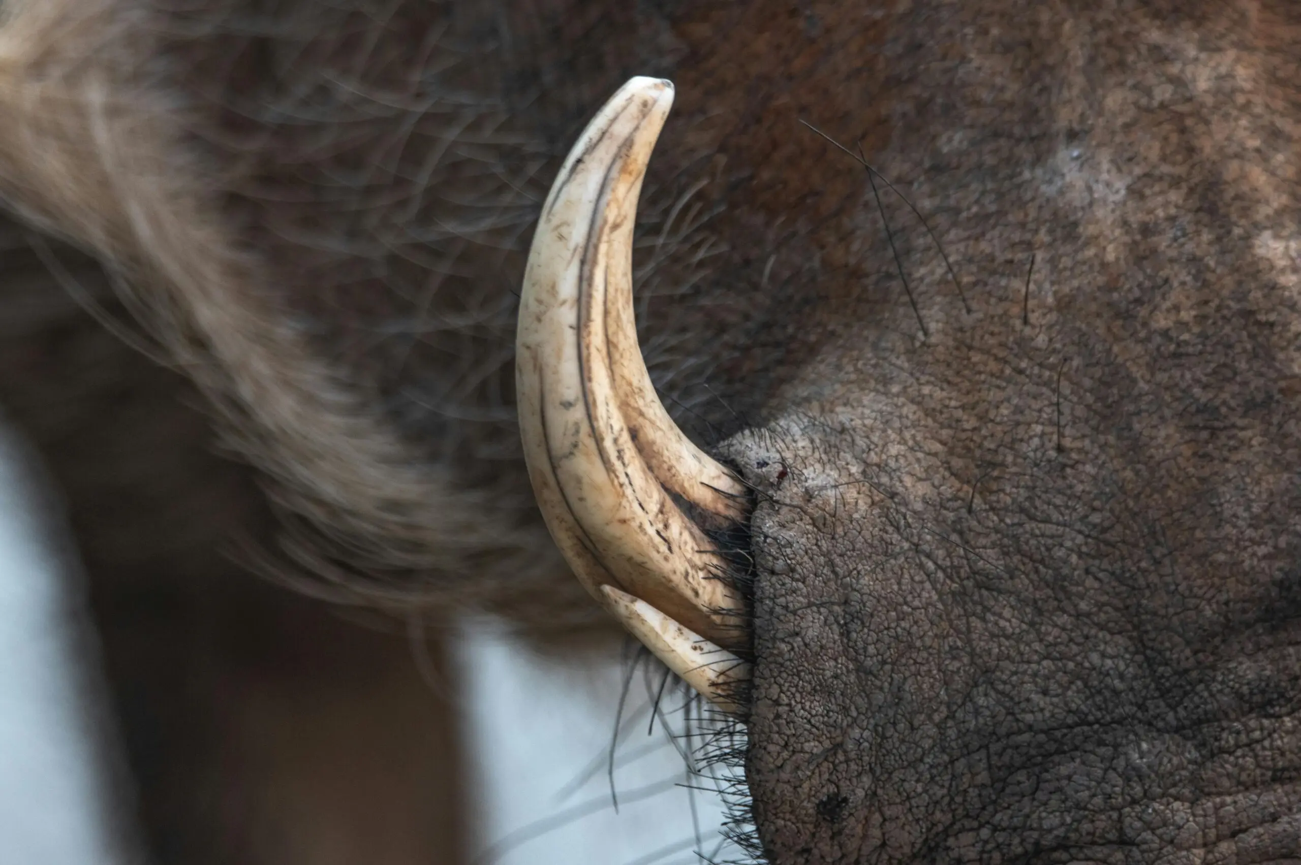 Detailed close-up of a boar's tusk with a soft, blurred background highlighting the texture.