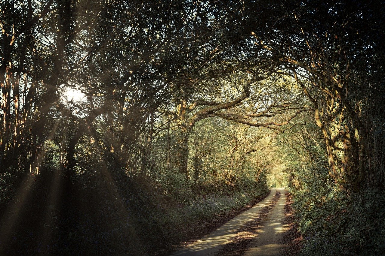 path, avenue, forest, passage, cornwall, england, trees, spring, landscape, nature, rural, united kingdom, green, goal, road, path, forest, forest, cornwall, cornwall, cornwall, england, england, england, spring, spring, spring, united kingdom, united kingdom, goal, goal, goal, goal, goal