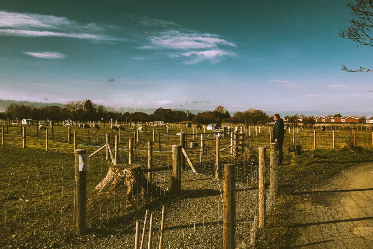 Peaceful countryside farm scene with sheep grazing in a fenced pasture under a clear sky.